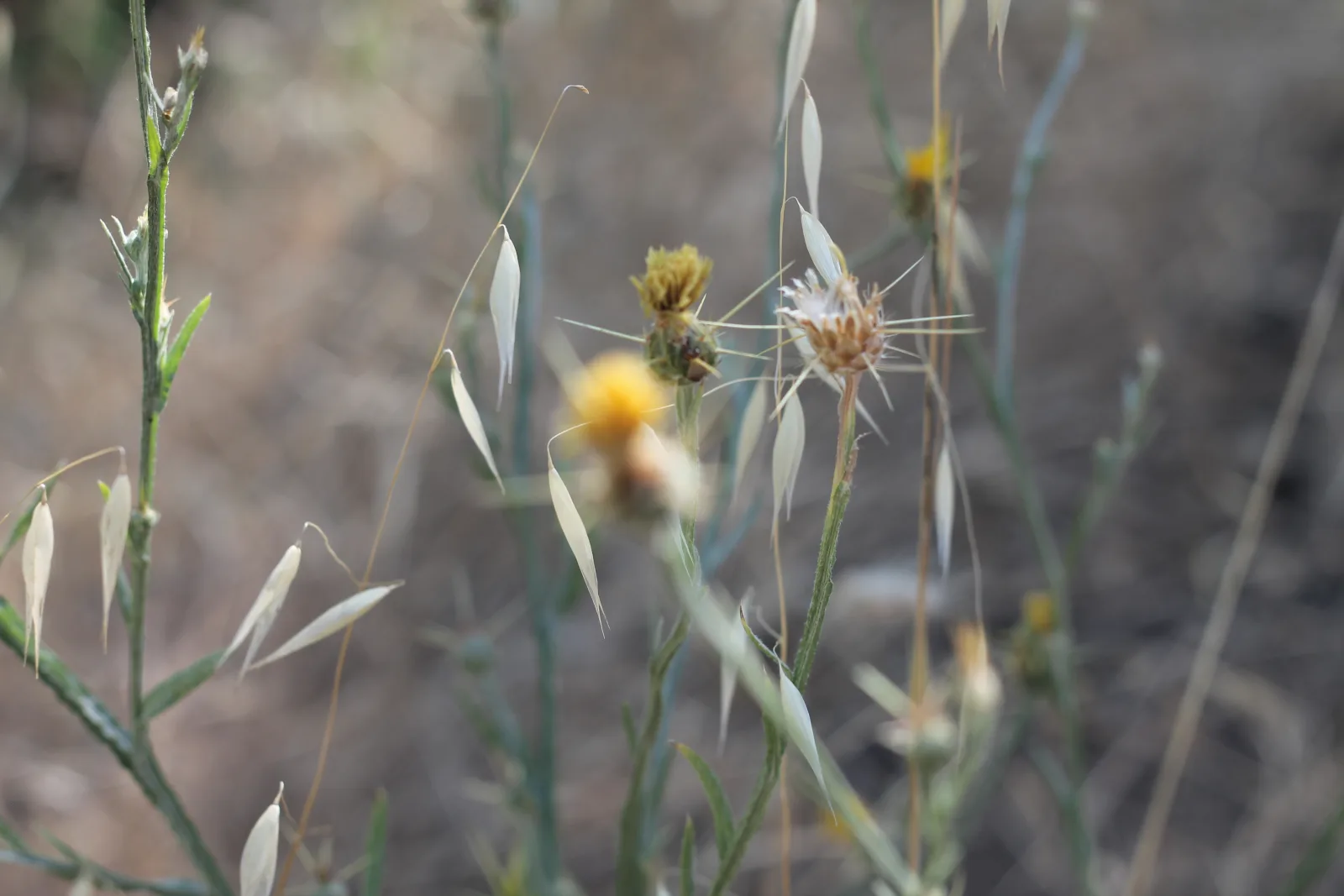 Gone to Seed